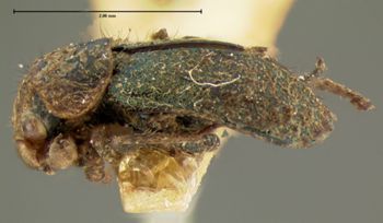 Media type: image;   Entomology 3452 Aspect: habitus lateral view